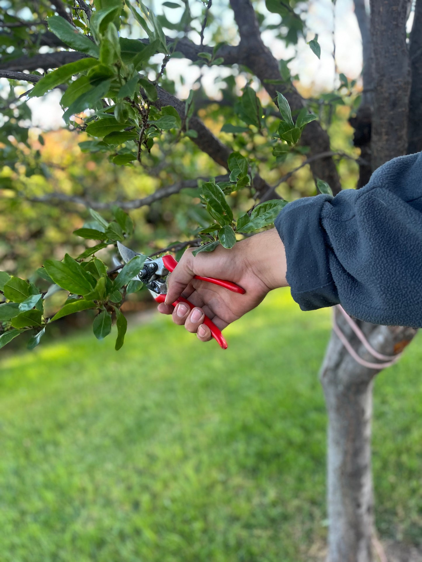 Felco 2 Pruner Classic Shears Swiss Made High Good Performance